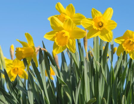 row of daffodils